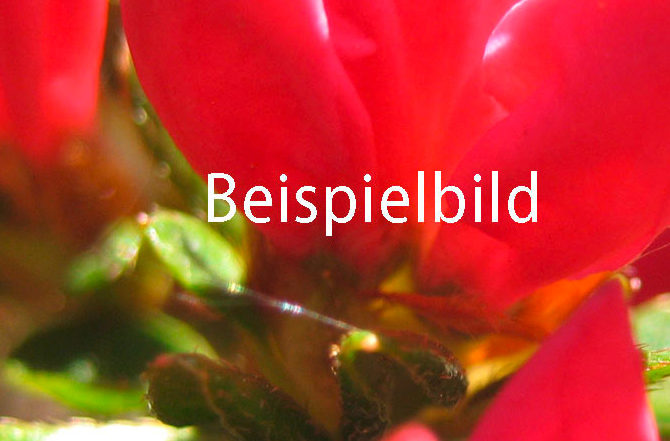 Beispielbild_4